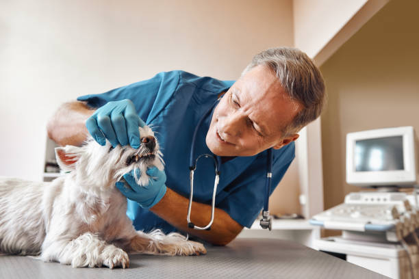 Best Emergency Treatment for Dental Infections or Abscesses in Warren, OR